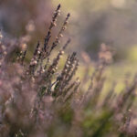 449999开奖结果最新公布,幸运号码震撼揭晓 31o9jjb