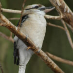 2025158期双色球开奖号码结果查询与公布 c363f3