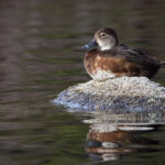 2025167期最新开奖结果查询与中奖号码公布 jn1vlhk